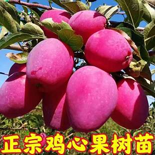 鸡心果苗苹果苗沙果苗东北抗寒鸡心果大秋果树苗南北方种植当年