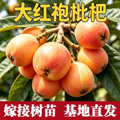 大红袍枇杷树果苗南北方