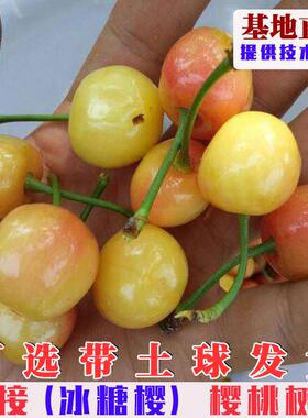 嫁接冰糖樱大樱桃树苗早熟黄色樱桃树果苗南方北方庭院盆栽地栽苗