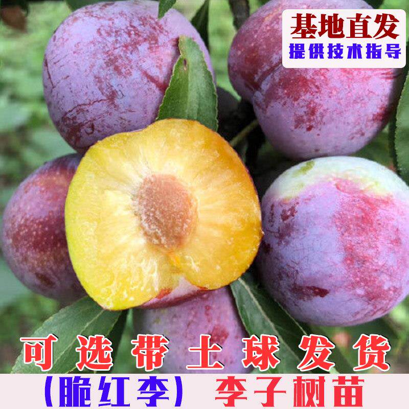 嫁接四川脆红李树苗空心脱骨翠红李子树果苗南方北方庭院盆栽地栽