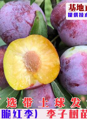 嫁接四川脆红李树苗空心