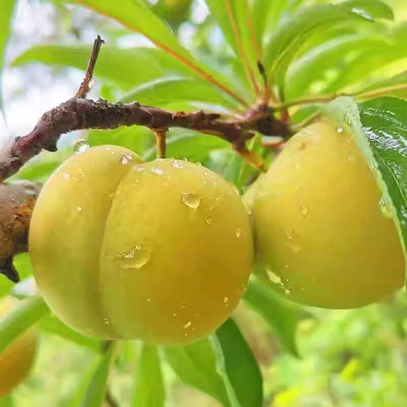 贵州蜂糖李李子树苗新鲜无核庭院食用六马蜂糖李树苗质量