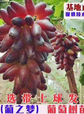 葡之梦葡萄树苗嫁接玲珑
