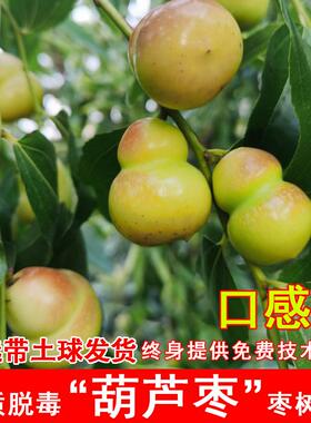 枣树活苗嫁接二代葫芦枣树苗特大脆甜枣苗盆栽庭院地栽南北方种植
