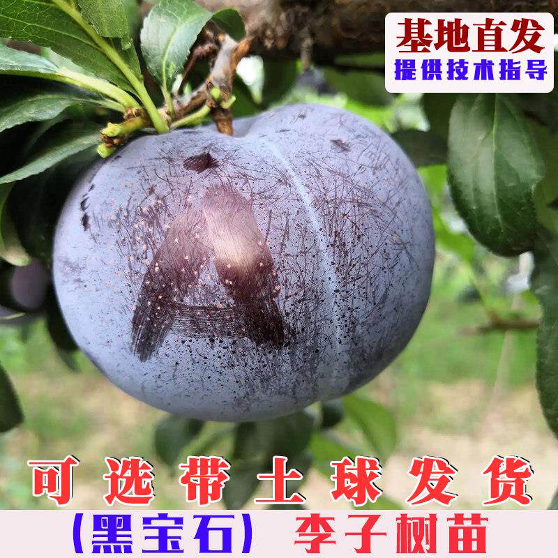 黑宝石李子树苗嫁接美国琥珀黑李果树苗南方北方庭院盆栽地栽果苗