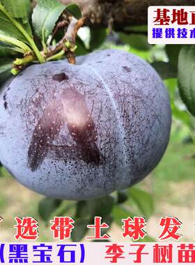 黑宝石李子树苗嫁接美国