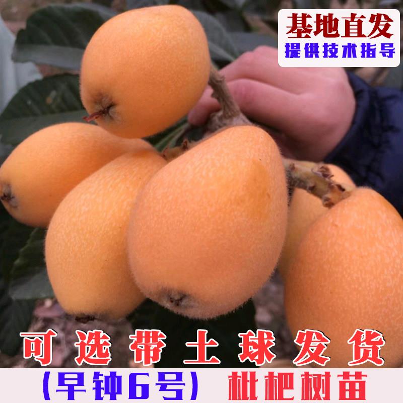 嫁接早钟6号枇杷树苗特大早熟云霄六号枇杷树果苗南方庭院盆地栽