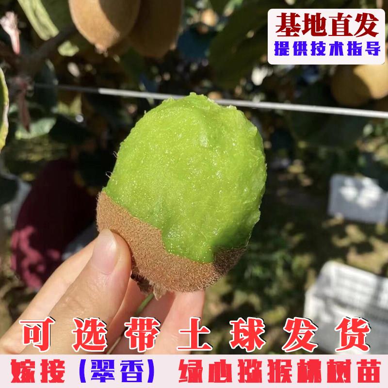 翠香猕猴桃树果苗嫁接绿图片