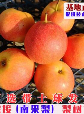 南果梨树苗嫁接南国耐寒