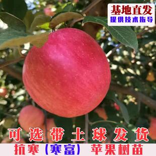 嫁接寒富苹果树苗特大耐寒抗冻红富士苹果苗北方庭院盆栽地栽果树