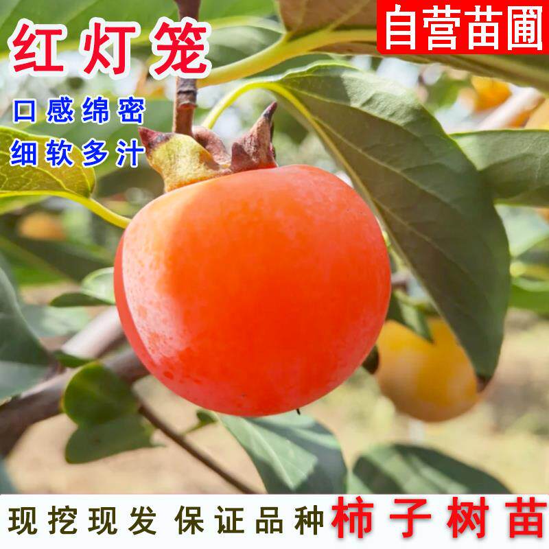 嫁接红灯笼柿子树抗寒软甜柿子树苗南方北方种植当年结果果树果苗