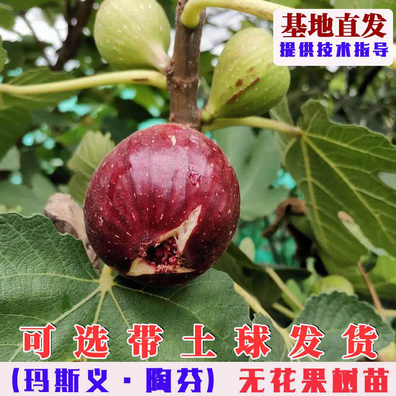 特大玛斯义陶芬无花果树苗抗寒大玛无花果苗阳台盆栽庭院地栽种植