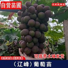 辽峰葡萄苗果树苗子盆栽地载南方北方种植庭院爬藤皮薄肉厚葡萄树