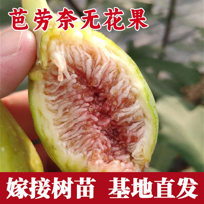 芭劳奈无花果树苗南北方图片