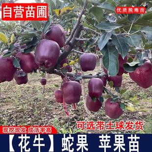 嫁接花牛苹果树树苗甘肃天水粉面苹果苗美国蛇果当年结果果树果苗