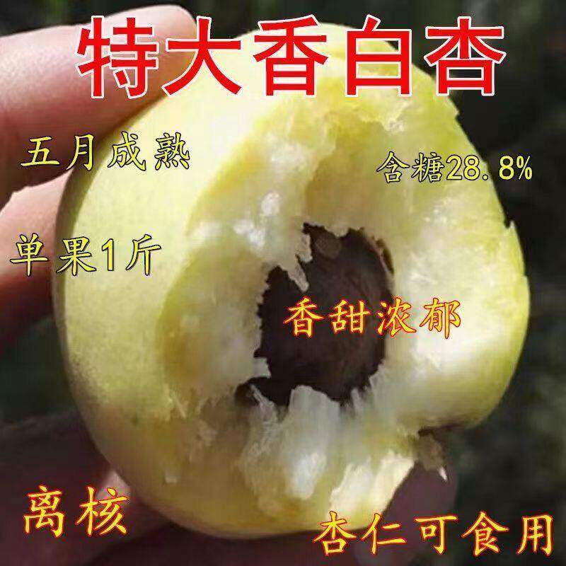 嫁接香白杏树苗大白杏甜杏树活苗南方北方庭院种植盆栽地栽果树苗