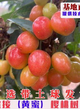 黄蜜大樱桃树苗嫁接特大黄水晶黄色樱桃树果苗南北方庭院盆栽地栽