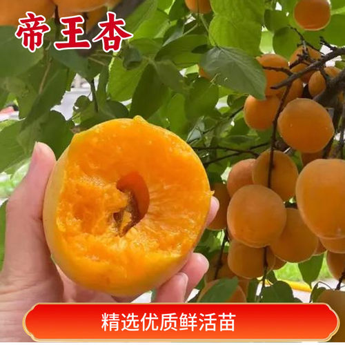 帝王杏树果苗南北方种植