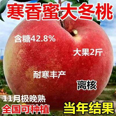 晚熟桃树苗冬雪蜜青州嫁