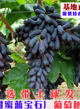嫁接甜蜜蓝宝石葡萄树苗