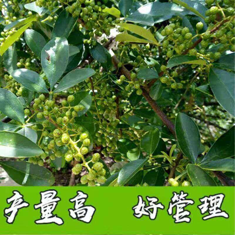 南方青花椒北方麻椒树苗正宗四季花椒苗藤椒大红袍川椒种植