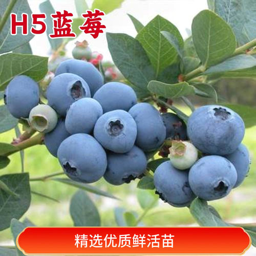 H5蓝莓树果苗特大号南方