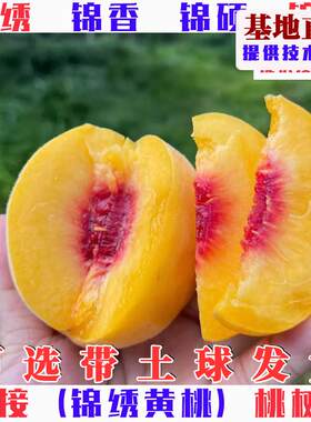 锦绣黄桃树苗嫁接锦香特