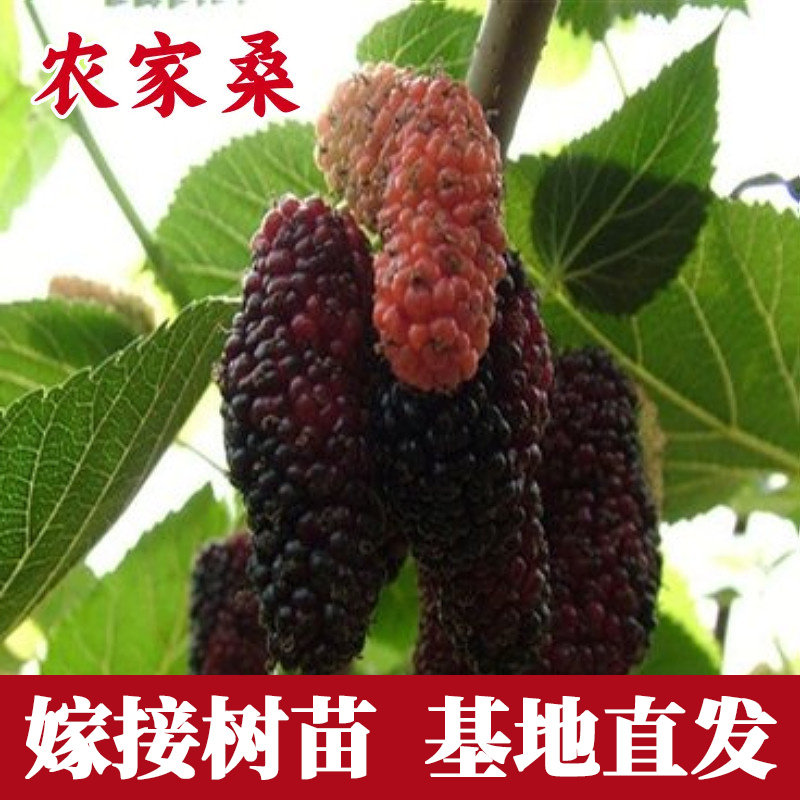 农家桑树活苗南北方种植图片