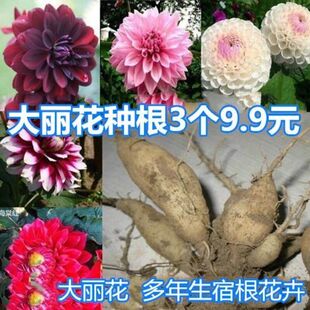 大丽花种球种根 盆栽大理花种根矮生大力花大丽菊种子地瓜花球根