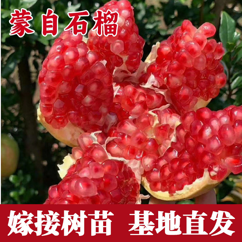 蒙自石榴树苗南方北方种图片