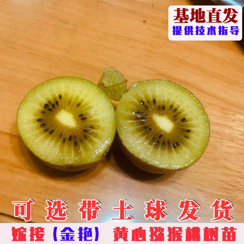 嫁接金艳猕猴桃树果苗黄心猕猴桃苗盆栽地栽黄金奇异果树当年结果
