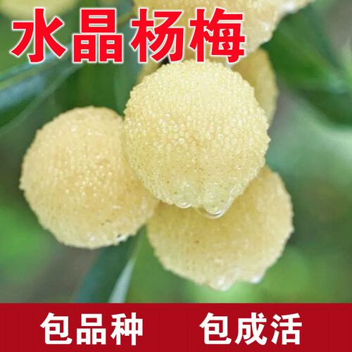 水晶杨梅树苗嫁接苗南北