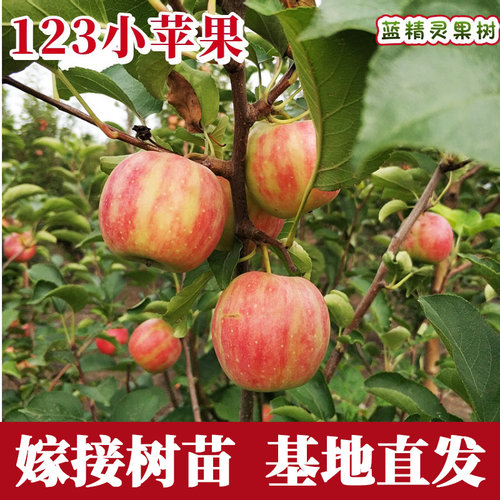 123小苹果树苗南北方庭院