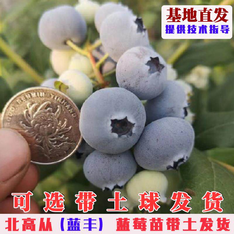 蓝丰北高从蓝莓树果苗耐寒蓝莓苗盆栽地栽南北方种植果树带土发货