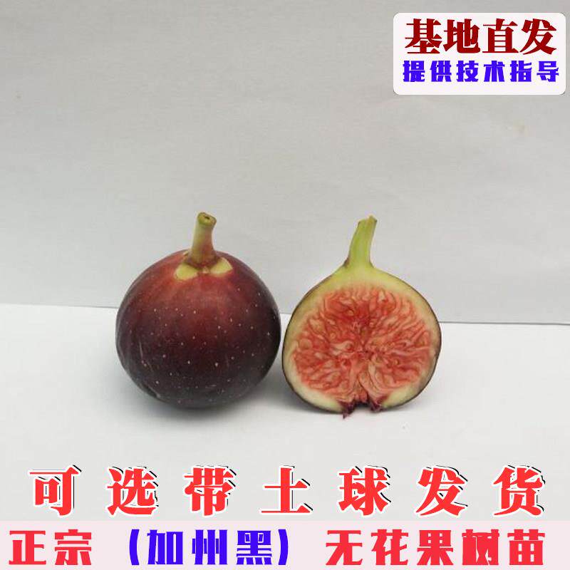 加州黑无花果树苗特大黑色使命无花果苗阳台盆栽焦黑庭院地栽种植