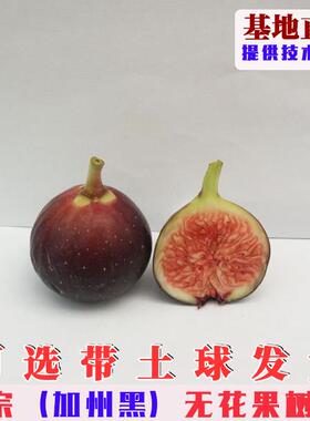 加州黑无花果树苗特大黑色使命无花果苗阳台盆栽焦黑庭院地栽种植