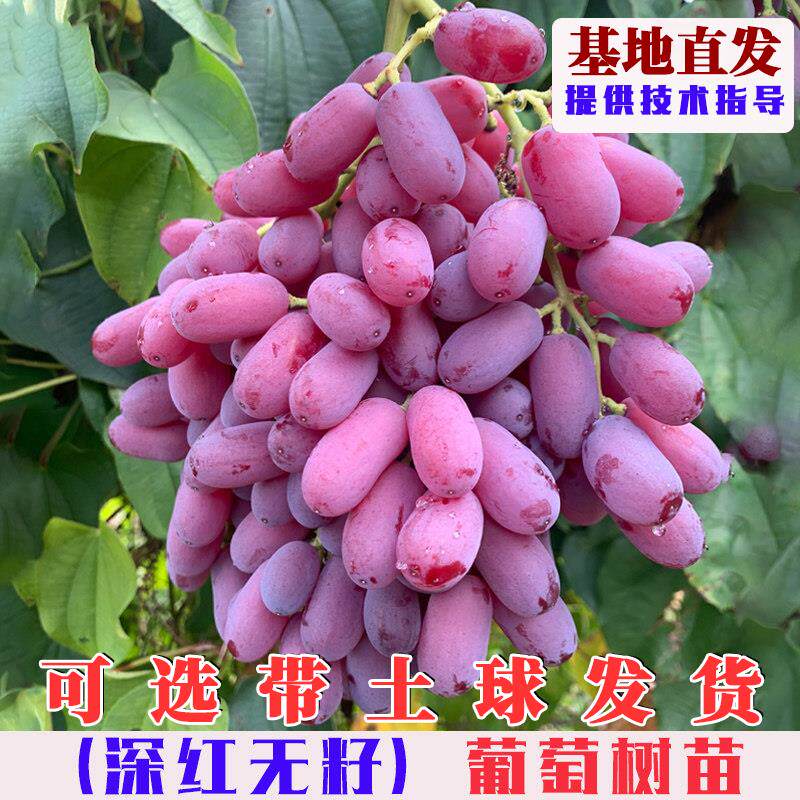 嫁接深红无籽葡萄树苗特大澳洲美人指无核红提葡萄果树苗庭院盆栽