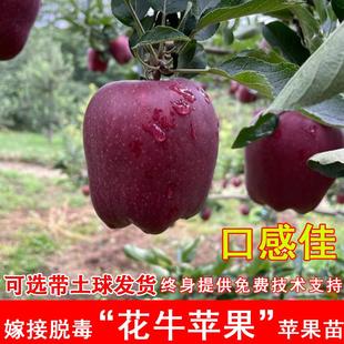 花牛苹果树苗美国蛇果甘肃天水粉面苹果苗庭院南方北方种当年结果