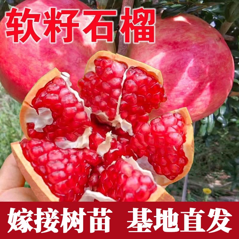 突尼斯软籽石榴树苗南方图片