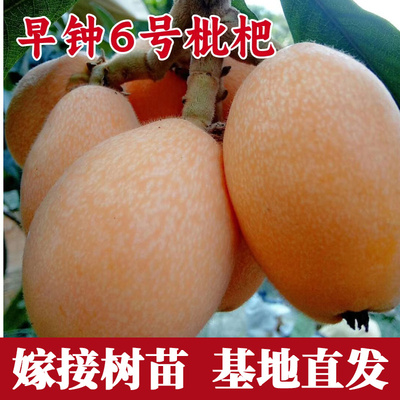 早钟6号枇杷树果苗盆栽嫁