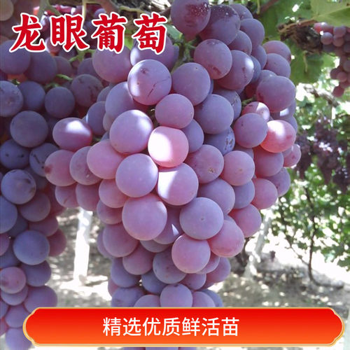 龙眼葡萄苗南北方种植嫁