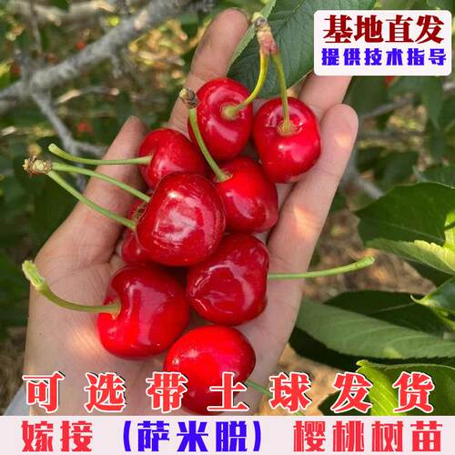 萨米脱樱桃树苗嫁接托车