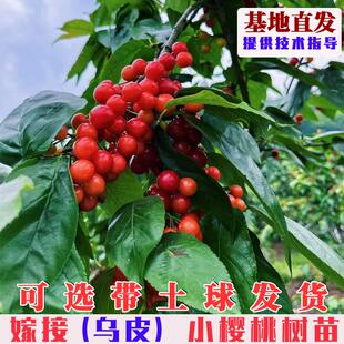 嫁接乌皮土樱桃树苗早熟南方黑珍珠小樱桃苗南方北方庭院盆栽地栽