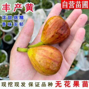 丰产黄无花果树苗糖心高甜糖包子无花果苗盆栽南北方种植当年结果