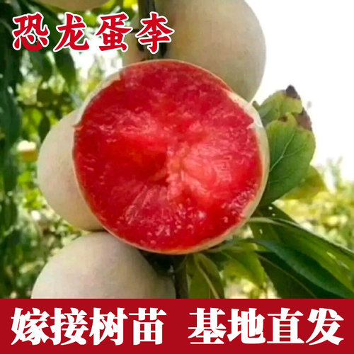 恐龙蛋李子树苗嫁接南北