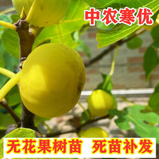 中农寒优A1213无花果树苗南方北方种植耐寒无花果苗盆栽地栽果树