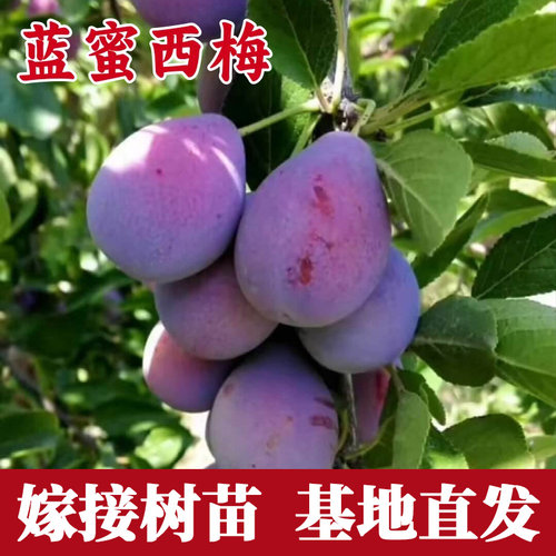 蓝蜜西梅树树苗南方北方