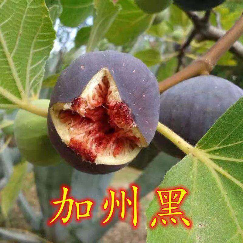 新品种早熟加州黑无花果树苗南北方种植当年结果盆栽地栽无花果苗