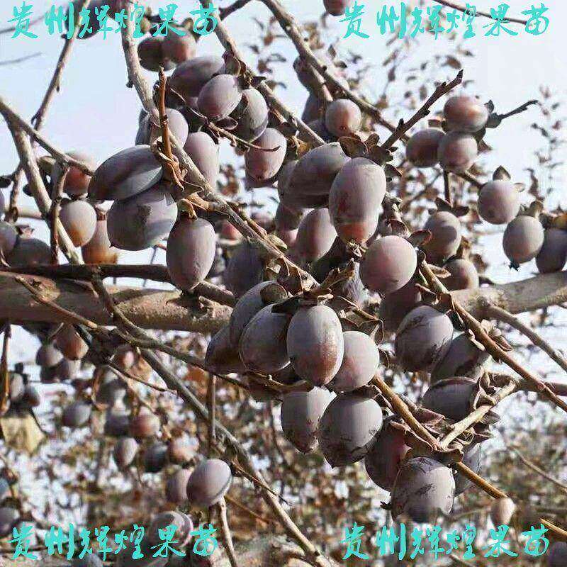 无核黑枣苗 软枣苗 君迁子苗野柿子苗 牛奶黑枣果树 正宗黑枣树苗