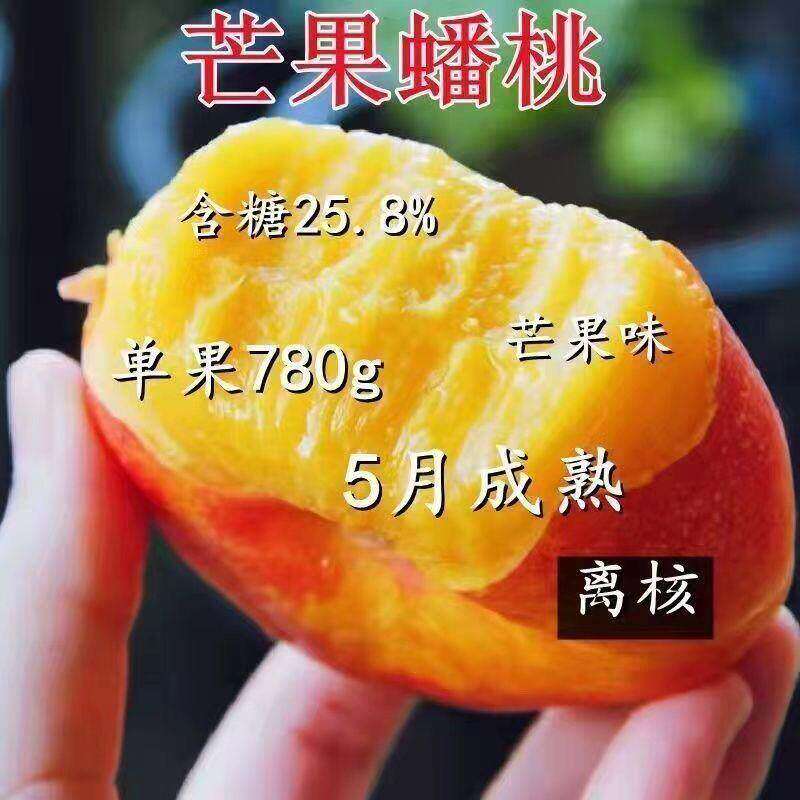 新品种芒果蟠桃树苗正宗嫁接油蟠桃苗南方北方种植果苗当年结果